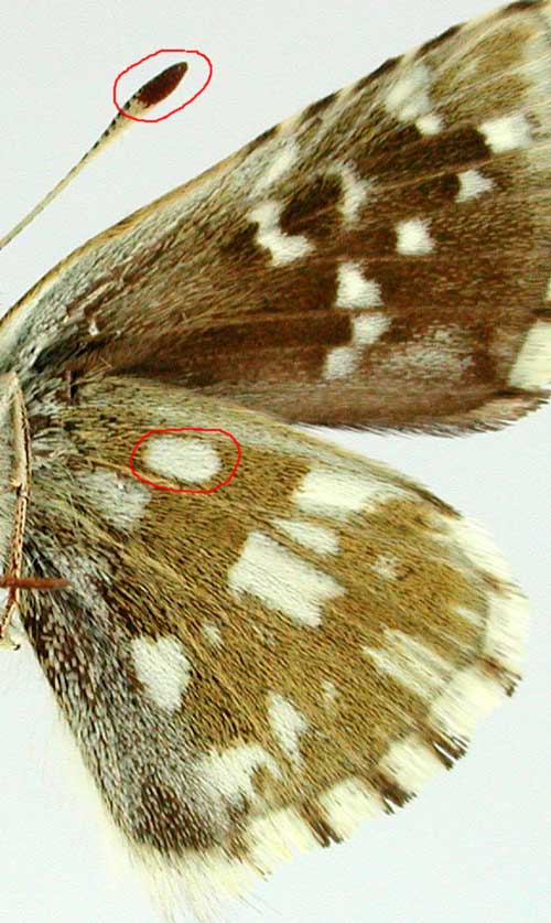 Pyrgus serratulae